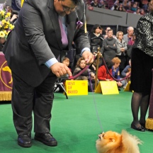 Scenes from the Westminster Kennel Club Dog Show at Madison Square Garden, NYC.